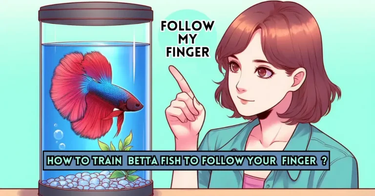 How to train your betta fish to follow your fingers