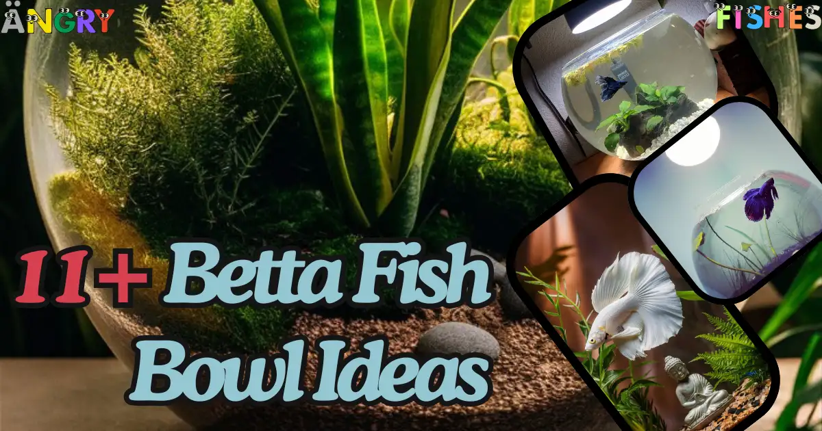 betta fish bowl ideas