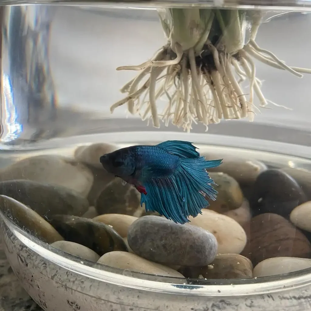 kitchen environment betta fish bowl idea