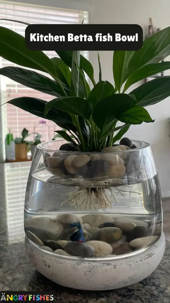kitchen betta fish vase/bowl