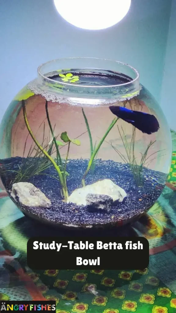 study table betta fish bowl