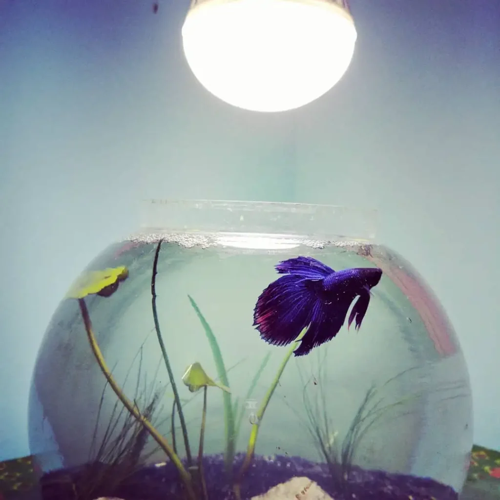 study environment betta fish bowl