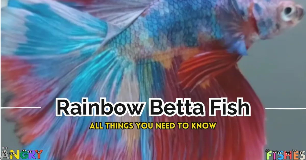 rainbow betta fish all about